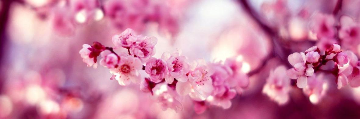 Spring Cherry Blossom Banner